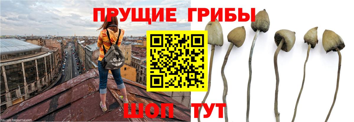Галлюциногенные грибы Psilocybine cubensis  Вход с VPN  Ачхой-Мартан 